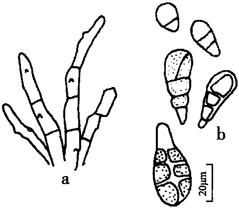 黃芪褐斑病